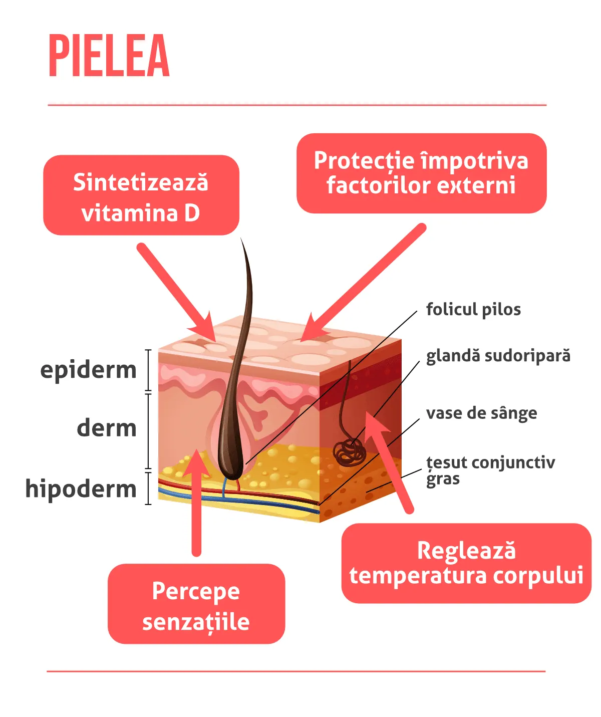Straturile pielii