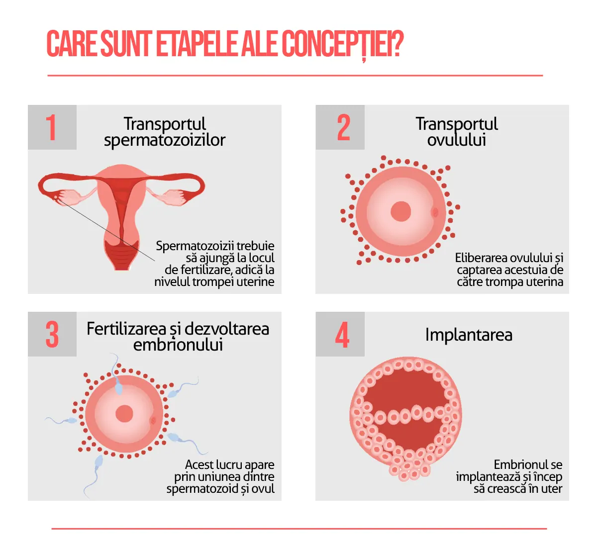 Care sunt etapele concepției?